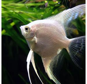 Peixe  Acara Platina Pequeno 