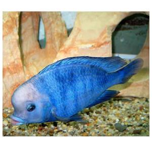 Peixe Haplochromis Moorii Golfinho 