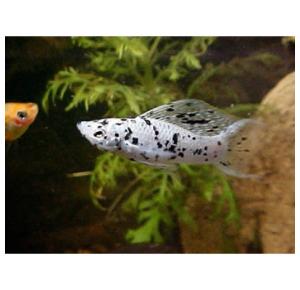 Peixe Molenésia Dálmata Lyra