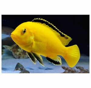 Peixe Labidochrimis Yellow