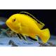 Peixe Labidochrimis Yellow