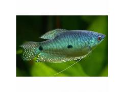 Peixe Tricogaster Azul
