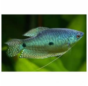 Peixe Tricogaster Azul