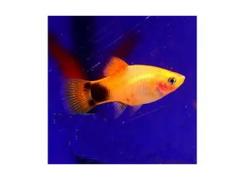 Peixe Platy Aurora