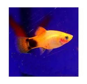 Peixe Platy Aurora