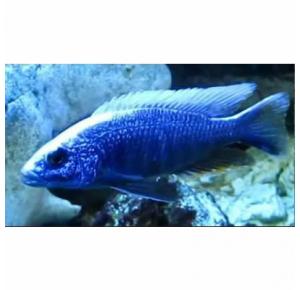 Peixe Haplochromis Eletric Blue Iceberg