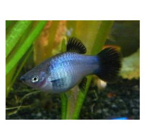 Peixe Platy Azul 