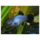 Peixe Platy Azul 