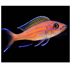 Peixe Paraciprichromis Nigripinnis Blue Neon