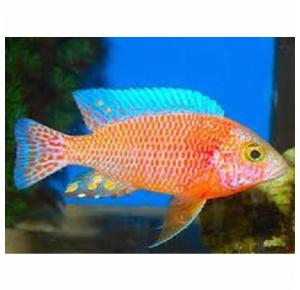 Peixe  Aulonocara Fire Fish