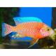 Peixe  Aulonocara Fire Fish
