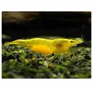 Peixe Camarão Yellow