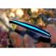 Peixe Neon Goby Azul