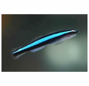 Peixe Neon Goby Azul