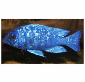 Peixe Placidochromis Phenochilus