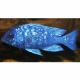 Peixe Placidochromis Phenochilus