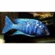 Peixe Placidochromis Phenochilus