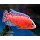Peixe  Aulonocara Fire Fish