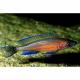 Peixe Paraciprichromis Nigripinnis Blue Neon