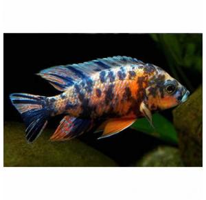 Peixe Aulonocara Orange Blue Medio