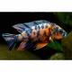 Peixe Aulonocara Orange Blue Medio