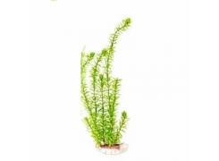Planta Any Grande 