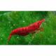 Peixe Camarão Red Sakura