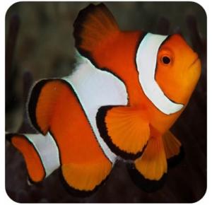 Peixe Palhaço Percula Semi Picasso