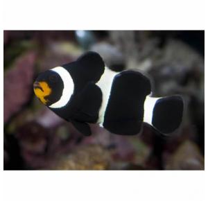 Peixe Palhaço Saddle Black Amphiprion Pequeno