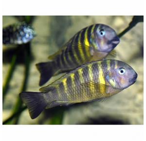 Peixe Tropheus Brichardi Kipilli Mtz