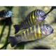 Peixe Tropheus Brichardi Kipilli Mtz