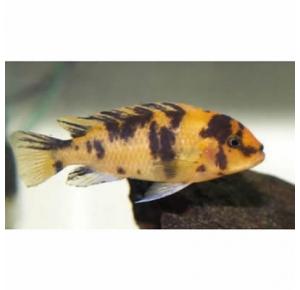 Peixe Pseudotropheus Zebra Borrado Ph 8.0