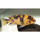 Peixe Pseudotropheus Zebra Borrado Ph 8.0