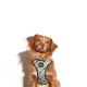 Peitoral Mesh Plus Phantom Pequeno Zee Dog