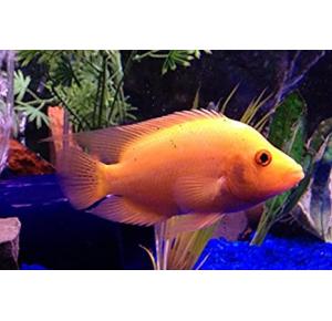 Peixe Red Devil Matriz 