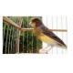 Pássaro Canário Belga (Macho Estourado)
