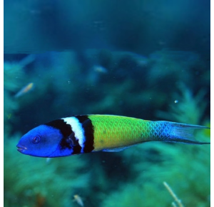 PEIXE BLUEHEAD THALASSOMA