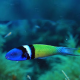 PEIXE BLUEHEAD THALASSOMA