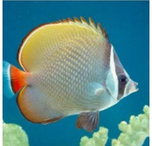 Peixe Pakistan Butterflyfish (Chaetodon collare) - Borboleta Pakistan