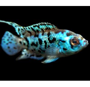 Peixe Jack Blue