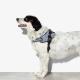 Peitoral-Fly-Harness-Urban-2-Zee-Dog-n3.jpg