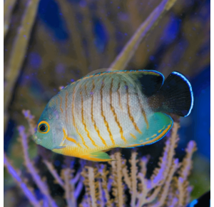 Peixe Eibli Angelfish (Centropyge eibli)