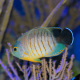 Peixe Eibli Angelfish (Centropyge eibli)