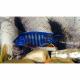 Peixe Aulonocara Nyssae Blue Medio 