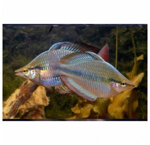 Peixe Melanotaenia trifasciata Ph 7.2