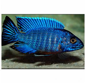 Peixe Aulonocara Nyssae Blue Medio 