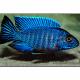 Peixe Aulonocara Nyssae Blue Medio 