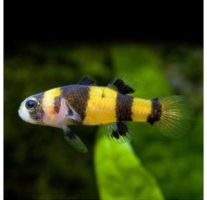 Peixe Abelhinha - Brachygobius xanthozonus 
