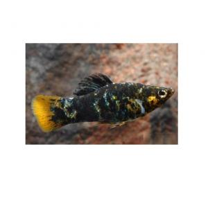 Peixe Molinésia ESFEMIA