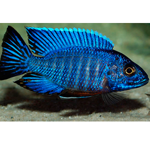 Peixe  Aulonocara Nyassae Blue Sky